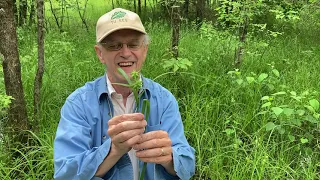 Virtual Hike: Wetland Plant Identification