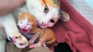 Newborn Kittens Can Hiss - Just a Day After Birth