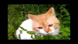 Кошачья жизнь не сахар! Мега смешное видео про котов!