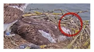 OMG! Danger! Rutland Ospreys little bob is flung out by a furiously flapping fish 15 May 2024 (zoom)