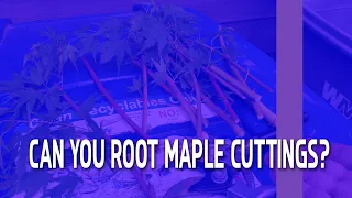 Can you root Maple cuttings?