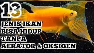 JENIS IKAN HIAS AQUARIUM YANG BISA HIDUP TANPA FILTER DAN AERATOR (OKSIGEN) l PEMULA WAJIB TAU