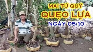 ANH QUANG 📲  O982461OO7 GIÁ RẺ - MAI TỨ QUÝ DÁNG ĐẸP GIAO LƯU NGÀY 05/10 " @MAI VANGNAMBO "