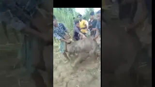 baby elephant tortured by humans😢😭