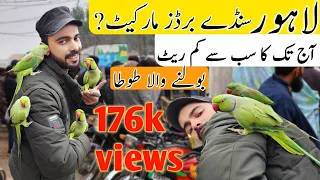 lahore sunday birds market 18-2-2024  New update price ?? || bolne wale bache hi bache #lahori