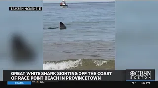 Great White Shark Sighting Off the Coast Of Provincetown