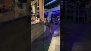 Weimaraner is a regular at the local bar, and trains bartenders to give him treats!