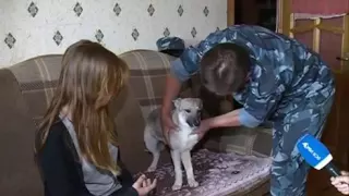 Уфимская семья приютила в своей квартире волчицу