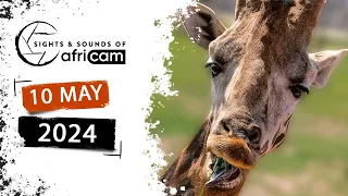 Sights and Sounds of Africam - 10 May 2024