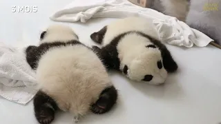Jumelles panda : de 1 jour à 1 an !
