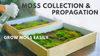 collecting and propagating moss for my terrarium projects