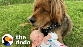 135-Pound Rescue Dog Is Now A Huge Brother To His 15-Pound Little Sister | The Dodo Soulmates