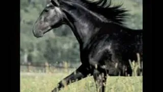 Theme from Black Beauty (Galloping Home) - Matt Mix.