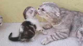 Мама кошка вылизывает и целует своего котенка Умывает и ухаживает за котятами и котенок целует маму