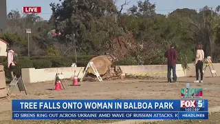 Tree Falls Onto Woman In Balboa Park