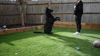 Black German Shepherd Tricks