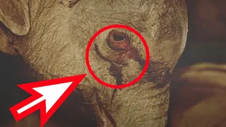 The mother elephant wanted to kill her baby elephant... The baby elephant was miraculously saved!