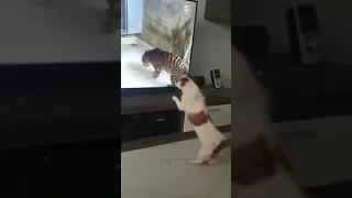 Собака испугалась тигра на видео