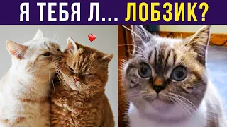 Приколы с котами. Я тебя... ЛОБЗИК | Мемозг #342