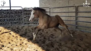 Visita a Rancho Tejerías en Tlajomulco de Zúñiga, Jalisco - Parte 1 de 2