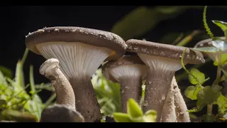 MUSHROOM GROWING TIMELAPSE 4K - Time-lapse photography - 舞茸