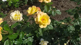 ГОЛДЕН ГЕЙТ (Golden Gate), Kordes Германия, 2005 г. Клаймберы (Large-Flowered Climber)