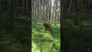 Дикий мустанг в лесу