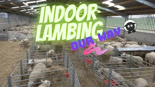 ~ Indoor Lambing in Scotland ~