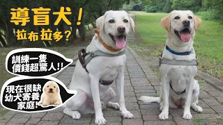 【公益】導盲犬!拉布拉多?訓練花費驚人?很缺幼犬寄養家庭?導盲杖跟導盲犬的差別?路上遇到怎麼辦?ft.水魔素、台灣導盲犬協會Guide Dog Association【許伯簡芝】