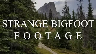 STRANGE BIGFOOT FOOTAGE! - (THE PEGUIS TAPE) - Mountain Beast Mysteries Episode 40.