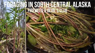 Foraging In South Central Alaska | Fireweed and Devil's Club