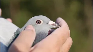 One loft pigeon race series in Africa, AfrikaPro.