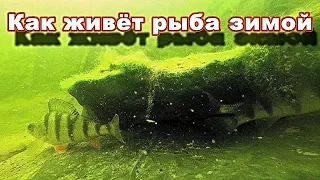 Как ЖИВЁТ рыба зимой под толстым слоем снега и льда? НЕ ОЖИДАЛ ЧТО ОНА ВЫЖИВЕТ! Съёмка подо льдом.