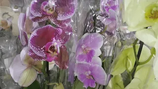 Редкий микс орхидей. Поступление в СМ Европа к дню учителя.