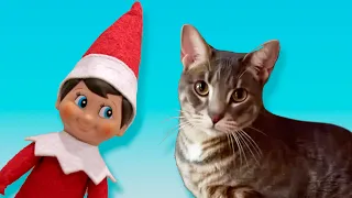 Elf On The Shelf Caught Moving on Camera with Christmas Tree Cat