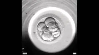 Развитие эмбриона до стадии бластоцисты.
