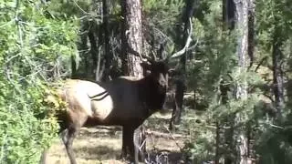Bugling Elk September 24, 2016