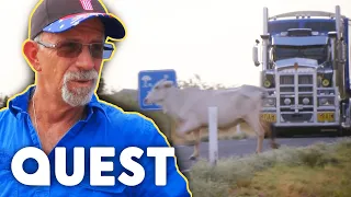 Trucker Nearly Runs Over Cow! | Outback Truckers