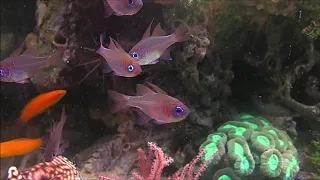 190803 fish in a 38 months old reef aquarium