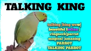 talking world Indian| gaming amazing magical smart beautiful best wenderfull king Ring Neck parrott