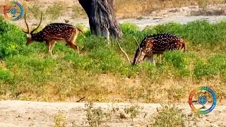 Chital deer axis deer spotted deer #wildlife #nature #natural