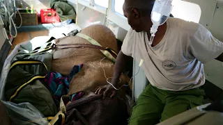 Rescue of Orphaned Elephant Loldaiga | Sheldrick Trust