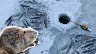 Ловля ХАРИУСА, там где БОБРЫ ЖИВУТ! Ловля ХАРИУСА со льда на мормышку! Бешеный клёв!