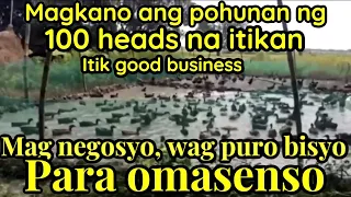 Pag sisimula  ng 100 na itik, magkano ang panimulang puhunan ng itikan (small farmers business)