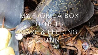 My Florida Box Turtles Care & Feeding Routine