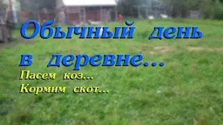 Обычный день в деревне//Пасем коз//кормим скот