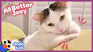 Will This Scared Kitty EVER Trust People? | Dodo Kids | All Better