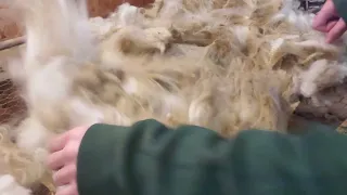 How to skirt wool fleece
