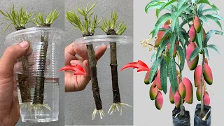 SUPER TECHNIQUE for using aloe vera to propagate mango trees extremely quickly and effectively