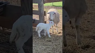 Surprise Baby Lamb is Born #sheep #farmlife